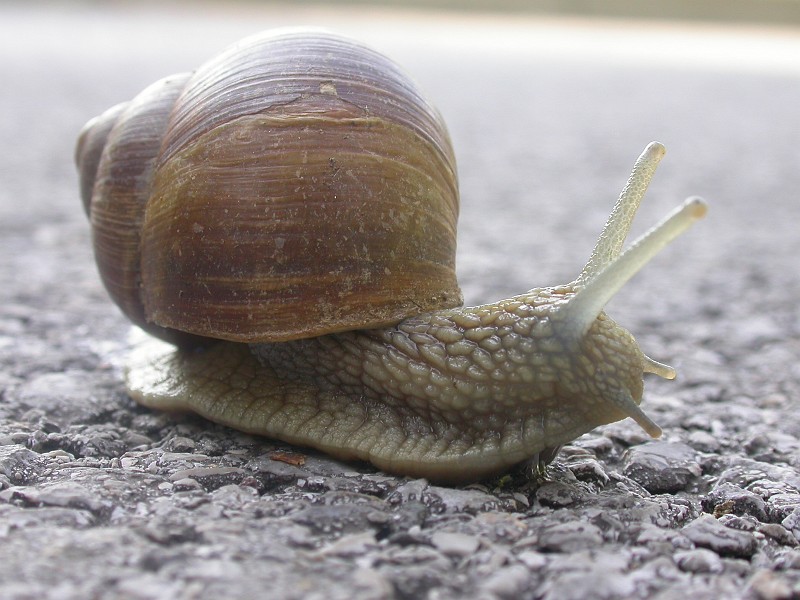 Gathering Dinner 3 - well, i could have.JPG